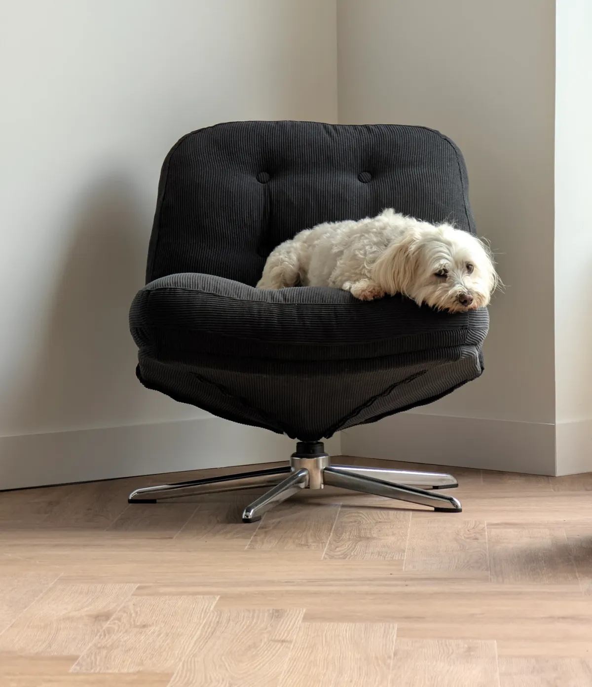 Rio, le petit chien blanc, installé dans un fauteuil de velours noir près de la fenêtre.